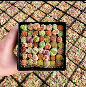 【基地直发】十厘米黑方整盆大颗南非生石花45颗以上生石花包邮