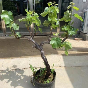 全新 【买一棵发两棵】巨峰葡萄树苗盆栽矮化不爬藤南北方易种植