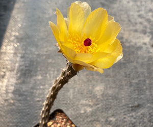 黑龙团扇块根多肉 仙人球开花超美仙人掌植物 萝卜根 种土里随