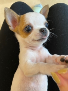 自家喂养的吉娃娃幼犬,按时做了疫苗驱虫,健康活泼