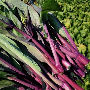 湖南菜心新鲜