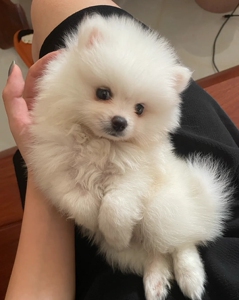 狗狗博美幼犬宠物狗狗 没时间照看 长不大小体茶杯博美犬找新家