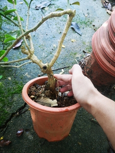 叶仙盆老桩 很多分叉 树型叶仙 嫁接蟹爪兰仙人球砧木  68