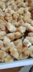 鸡苗批发家养K9肉鸡、麻鸡、三黄鸡、土鸡、快大黄鸡、草鸡、农