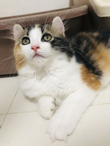 美国卷耳猫 三花 只出了这么一只耳朵不卷的 颜值超甜 找有缘