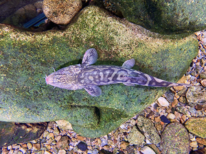 拟鲇高原鳅 老虎鳅 食肉鳅 高原鳅 人工养殖非野生