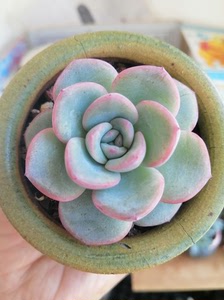 多肉奶油泡芙(露养有状态)带盆(瑕疵盆)6元,长春市同城自提