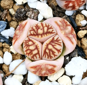 生石花 菊纹章菊化石奔驰,已连续两年奔驰,新头0.9cm