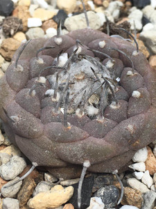 仙人球 娇丽球属 冬云 单刺娇丽 霸铃丸 种子10粒5元 2