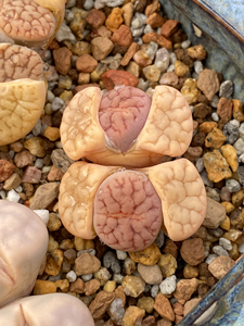 生石花 白富贵 线纹富贵玉 粉体红纹 变异株