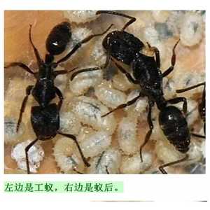 宠物蚂蚁‖横纹齿猛蚁 新后新后这个季节是没有了噢 很抱歉