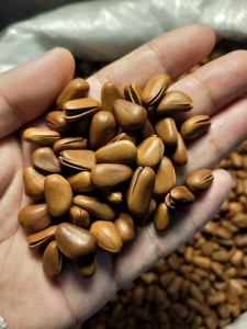 东北野生松子红松松子  开口松子500g一斤包邮大兴安岭松子