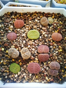 生石花pp番杏 脑纹富贵玉彩套,红富贵,紫褐富贵,白富贵,绿