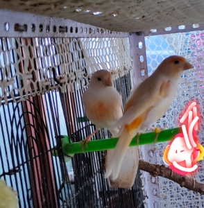 换品种,转出多余的一年多的马赛克种对鸟800一对,自提马赛四