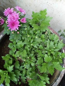 北京夏菊四季菊 新世纪 花期长,好打理,颜色又好看,纯露养