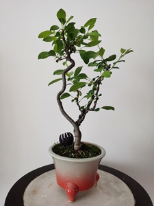 日本进口姬美好,花果类盆景,自花自果品种,进口盆景,原盆是培