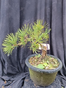 日本九重金针大阪松!老盆口!短针!4年嫁接!