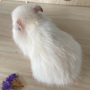 00梓航君淘宝极品超妩媚蓝眼线雨点金丝熊mm0人付款88.