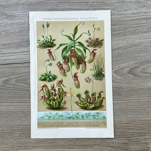 1892年石版画，猪笼草，古董版画，博物版画，彩色石印版画，