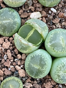 生石花极品绿宝石二年苗原价4元,现在打折价为3元一棵