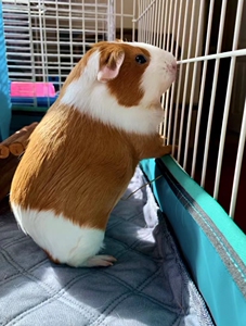 荷兰猪逆毛顺毛豚鼠宠物兔幼崽成年花毛豚天竺鼠黑豚彩豚白豚,颜