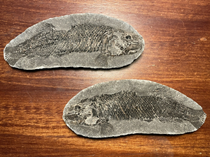 【精品】句容结核鳞齿鱼化石,长15厘米一对保存非常完整的精