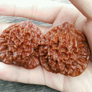 西北薄棱官帽,野生,全品.(也叫陕西官帽,金刚纹官帽)尺寸3