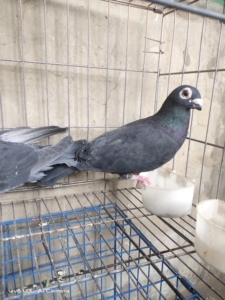 出售一对黑吴松种鸽一对不想养了有买的与我联系现在正孵蛋呢35