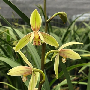 彩虹兰花盆栽大众国兰建兰四季兰草金边小桃红兰花苗带花苞0人付款16