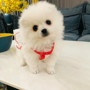 标价及是卖价博美犬白色博美幼犬球形小博美,纯种博美俊杰茶杯犬