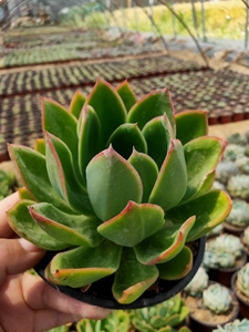 000人付款淘宝花之鹤多肉老桩,悬崖桩阿芙洛狄