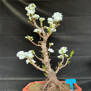 寿星桃重瓣桃花寿心桃盆栽 一物一拍选图发货 桃树苗长寿桃盆景