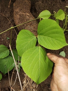 葛根鲜货8-20斤包邮,泡tb491234536感兴趣的产品山竹新鲜5斤火龙果