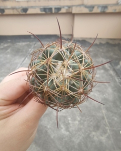 【仙人球】狮子奋迅