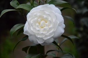 萨摩茶花