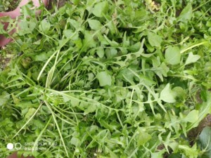 野生白花菜新鲜