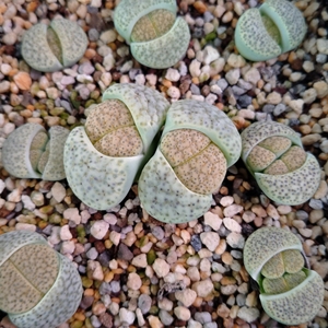 生石花黄微纹玉c363,尺寸1.1-1.6厘米,准母本株,整