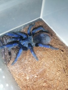 巴西大蓝蛛6-13厘米成母