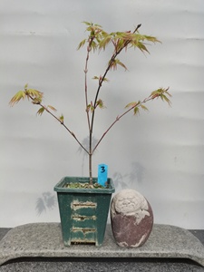 原生荒皮红叶   日本红枫高压苗  盆景素材盆栽