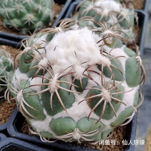 【拍卖397】超大型白刺雪顶天司 仙人球 顶花球属 侧芽粗萝