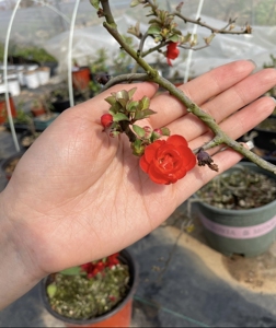 八重咲,八重长寿梅,原生扦插大苗,每棵都有出枝,红花一号的重