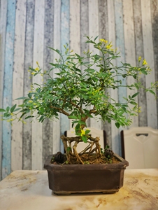 迎夏盆景,又名探春花,探春盆景.带盆高度50,冠幅长度55