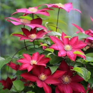 铁线莲波旁王朝 2加仑母本裸根大苗/一年苗 带盆发货盆栽花卉