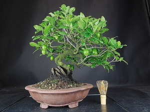 【日本盆景代购】日本盆景代购品牌,价格 - 阿里巴巴