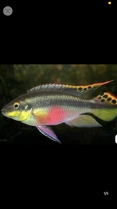 红肚凤凰鱼,白化红肚凤凰鱼,种鱼,南美短鲷,自家繁殖,保证质_阿里巴巴