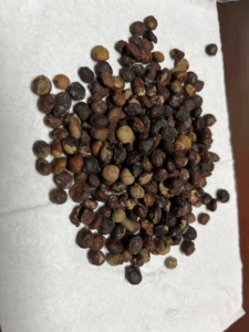 象足漆树种子十粒装 operculicarya pachyp