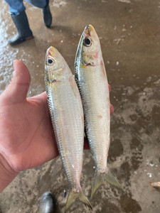 海钓专用温鱼,鱼肥菇鱼沙丁鱼.叫法很多,黄泽 黄闸 王泽,牛