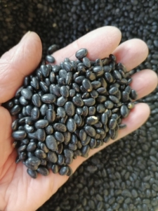 传统老品种肾形小黑豆,21年的新豆子,农村自产,非转基因,食