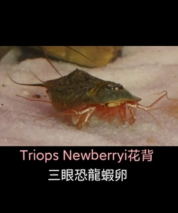 鲎虫 血簸箕 马蹄管子 翻车车 王八盖子 三眼恐龙虾卵(一