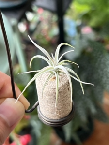 空气凤梨 彗星小侧芽